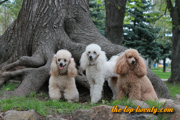 Poodle popular dog